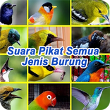 Suara Pikat Semua Jenis Burung