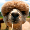 APK Isla Alpaca