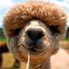 Isla Alpaca आइकन