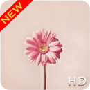 الوردي زهرة خلفيات HD APK
