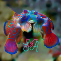 Marine SA
