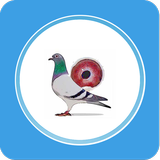 Pigeon Market icon