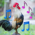 Animal Ringtone