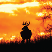 Shoot & Release: Camera Hunter