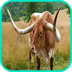 Cow Wallpaper APK Herunterladen