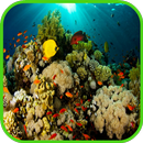 koraal Wallpaper-APK
