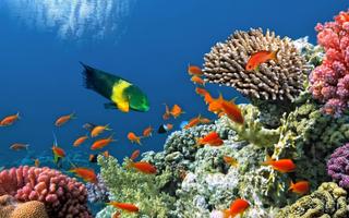 برنامه‌نما Coral Wallpaper عکس از صفحه