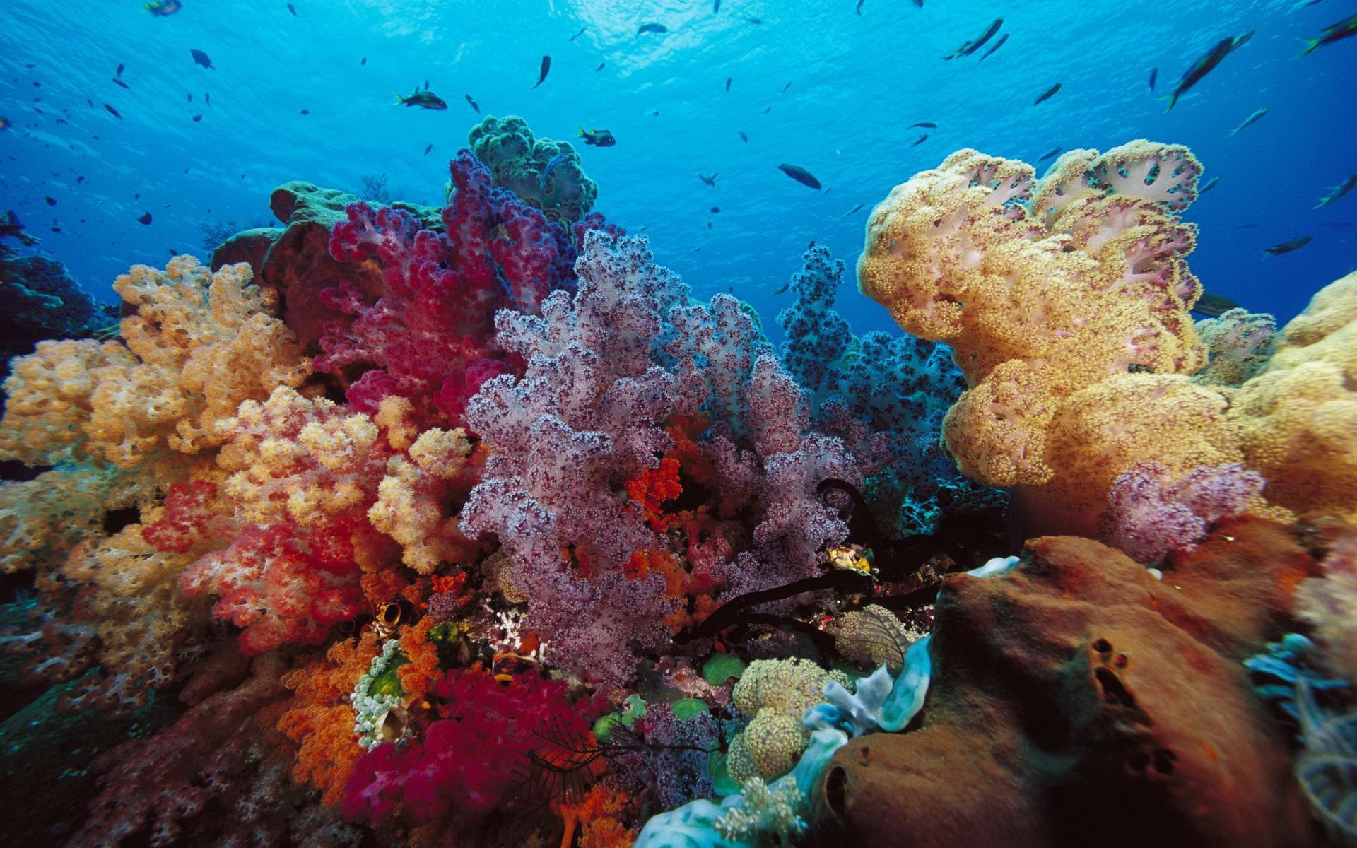 Coral life. Риф коралловый 54546. Кораллы бентос. Жак Ив Кусто рас Мохаммед. Коралловые рифы красного моря.