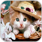 Cat Picture HD Images icon