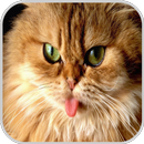 APK Cat Wallpaper HD Pictures