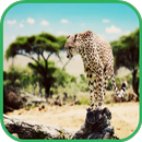 cheetah Wallpaper-APK