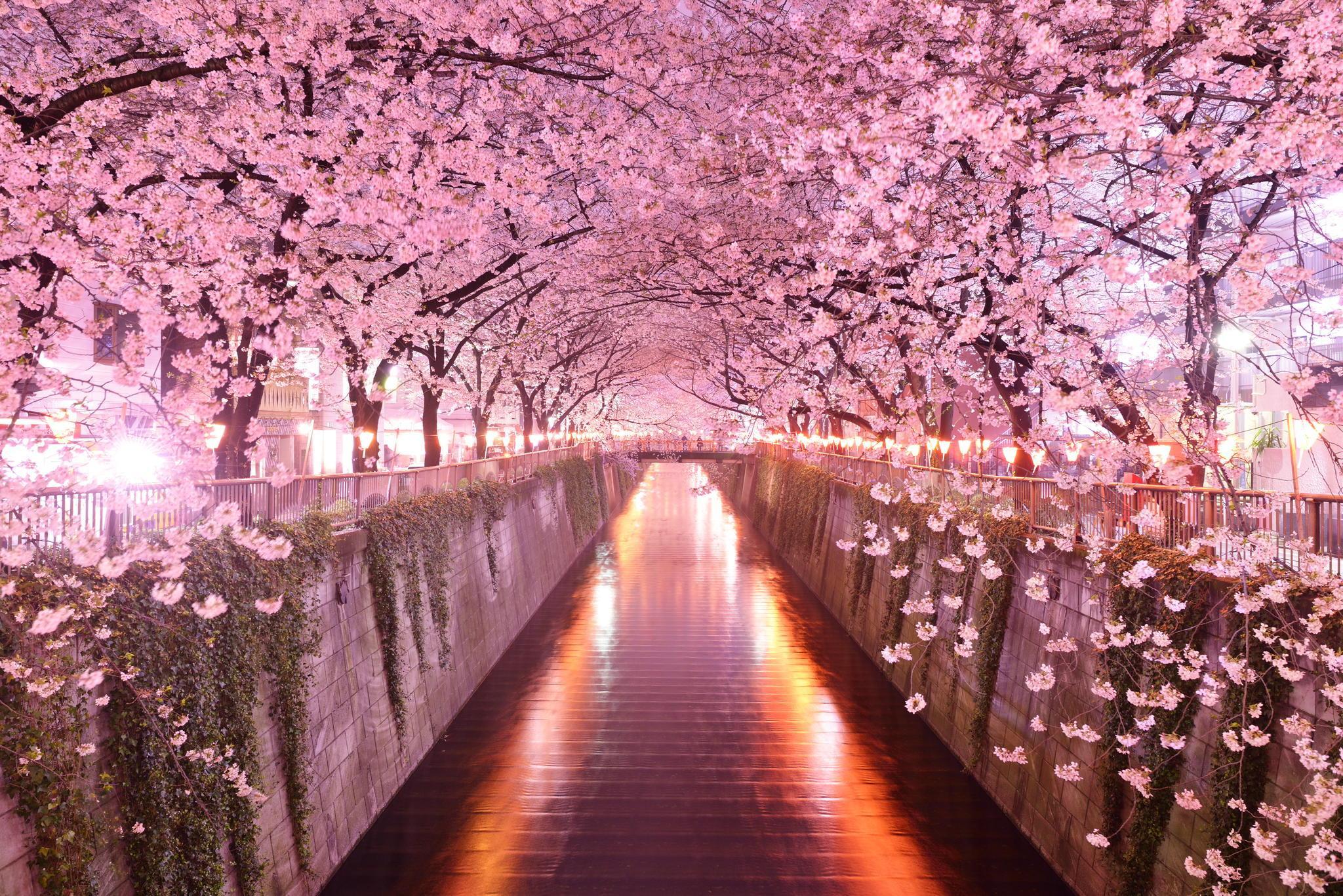 Tokyo blossom