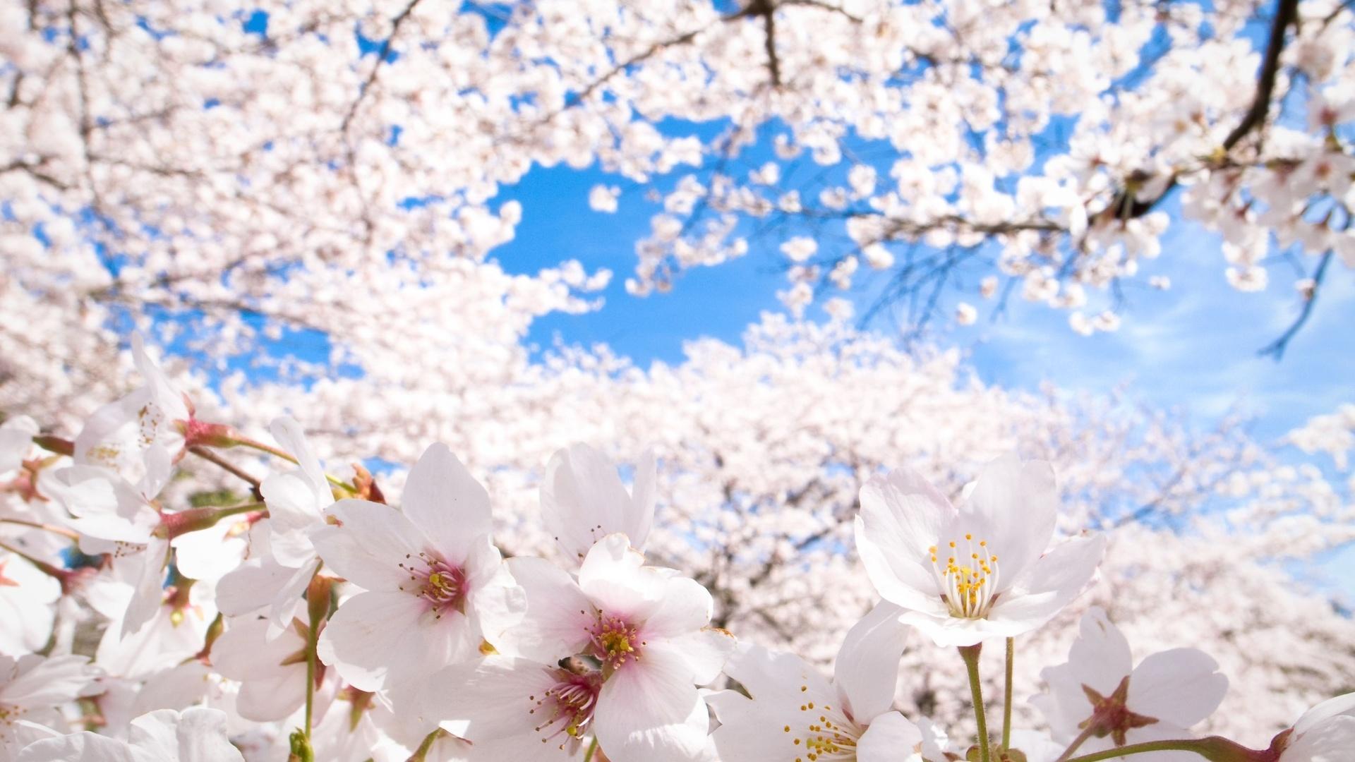 Blossom сайт. Сакура Розанна. Цветущая Сакура белая.