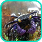 Crab Wallpaper آئیکن