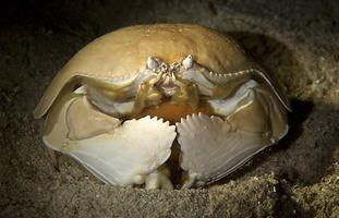 Crab Wallpaper اسکرین شاٹ 3