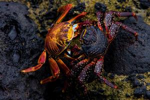 Crab Wallpaper پوسٹر
