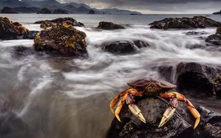 Crab Wallpaper اسکرین شاٹ 2