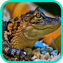 APK تمساح تصاویر پس زمینه
