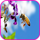 APK Bees Wallpaper