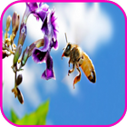 Bees Wallpaper icon