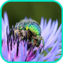 Beetle Wallpaper APK