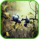 Blueberry Wallpaper-APK