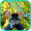 Butterflief Wallpaper aplikacja