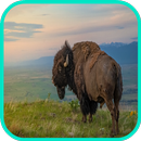 Buffalo Fond d'écran APK