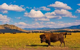 Buffalo Wallpaper Plakat