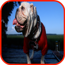 Buldog Tapety aplikacja