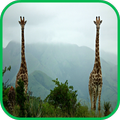 Giraffe Wallpaper