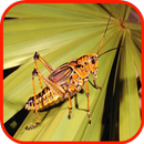 Grasshopper Wallpaper APK