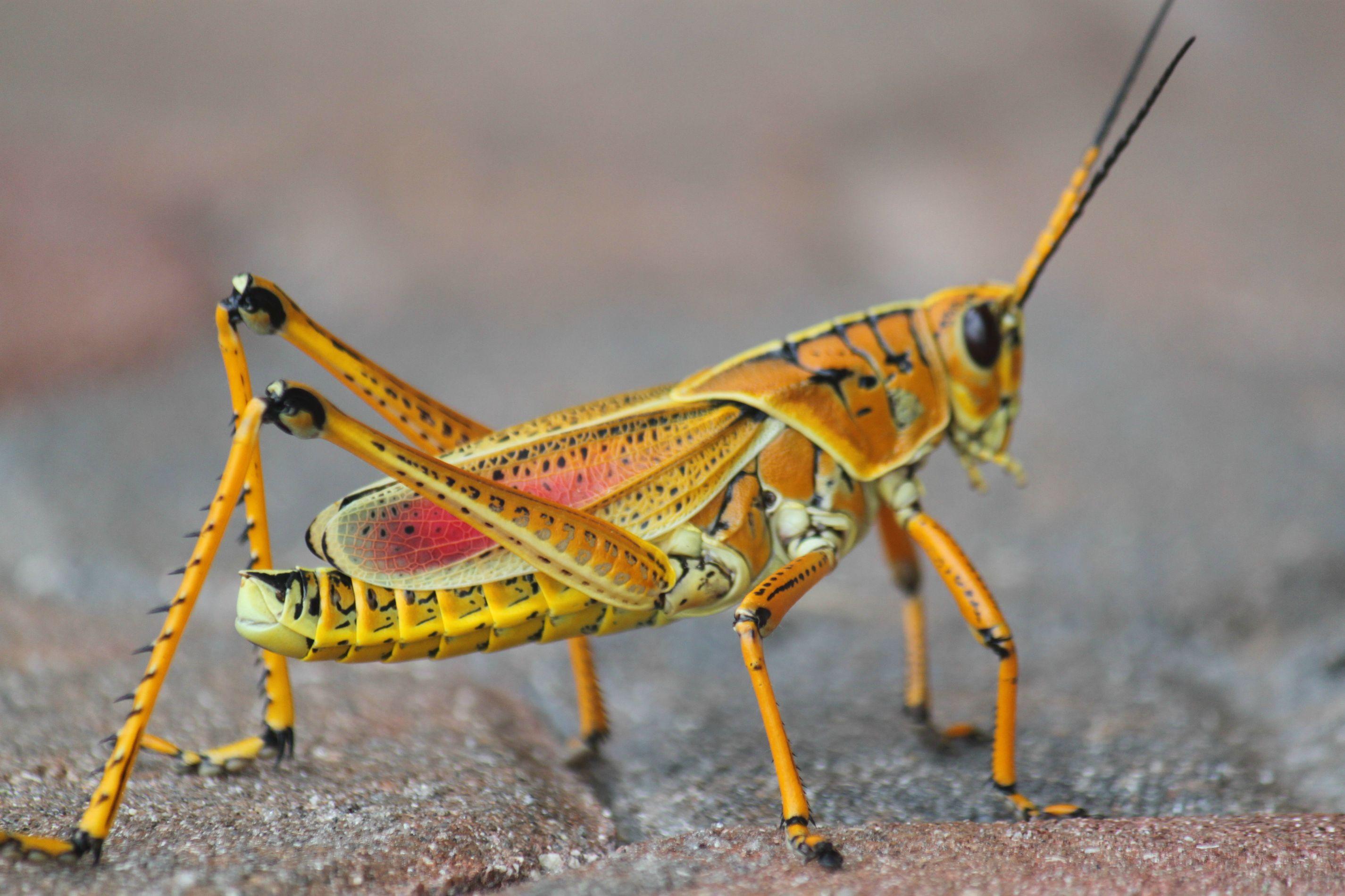 Насекомые и различные животные. Ложнолист кузнечик. Grasshopper («кузнечик», 1946).. Углокрылый кузнечик. Саранча насекомое.