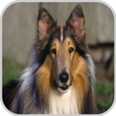 APK Dog Picture HD Image