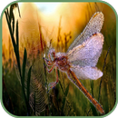 Dragonfly Wallpaper-APK
