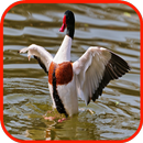 APK تصاویر پس زمینه اردک