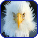 Eagle Wallpaper HD APK