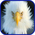 Eagle Wallpaper HD-icoon