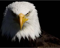 Eagle Wallpaper HD পোস্টার