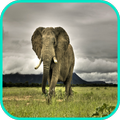 Fondos de elefante
