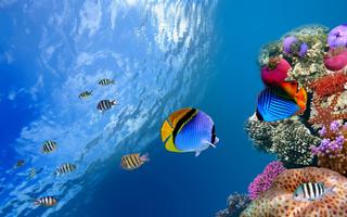 Fish Wallpaper স্ক্রিনশট 3