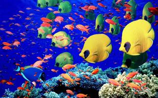Fish Wallpaper পোস্টার