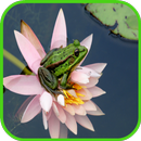 Frog Fond d'écran APK