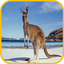 kangoeroe Wallpaper-APK