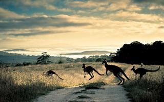 Kangaroo Wallpaper syot layar 1