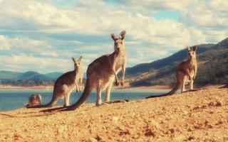 Kangaroo Wallpaper syot layar 2