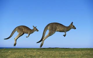 Kangaroo Wallpaper syot layar 3