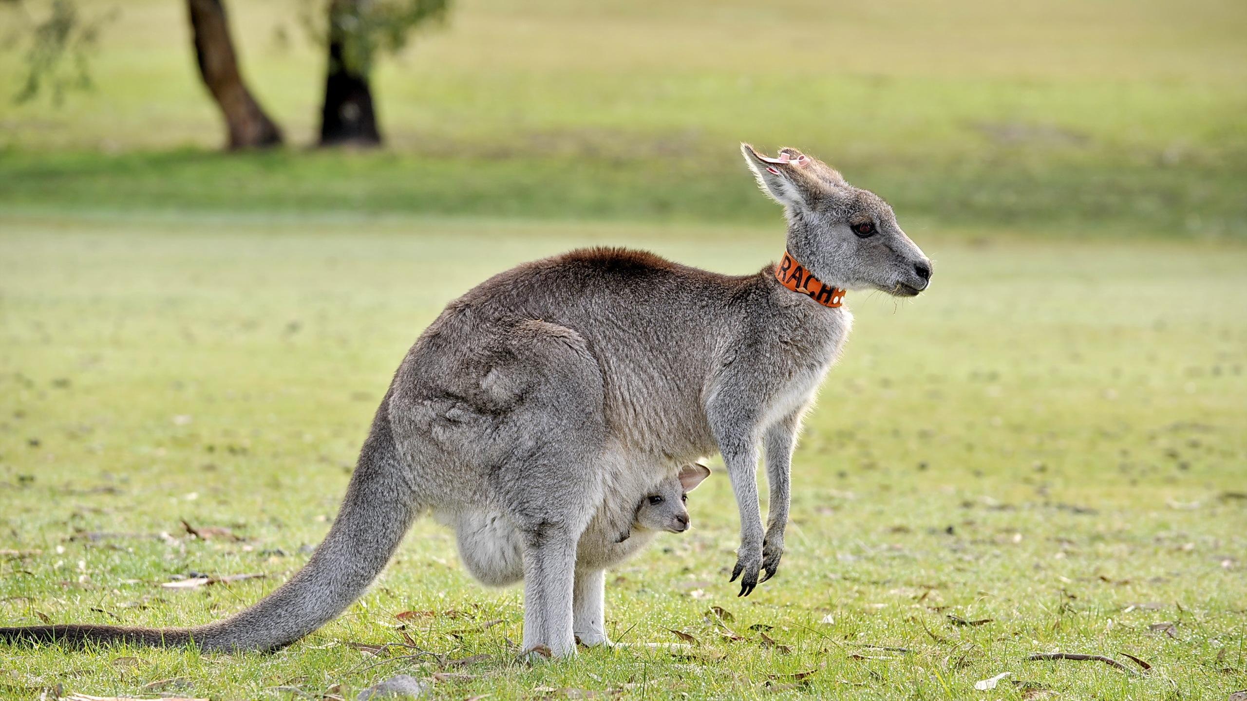 Exploring captivating wildlife on Tourist Visa Australia from Kuwait Exploring captivating wildlife on Tourist Visa Australia from Kuwait