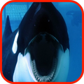 Orca Wallpaper