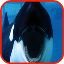 Killer Whale Wallpaper HD APK